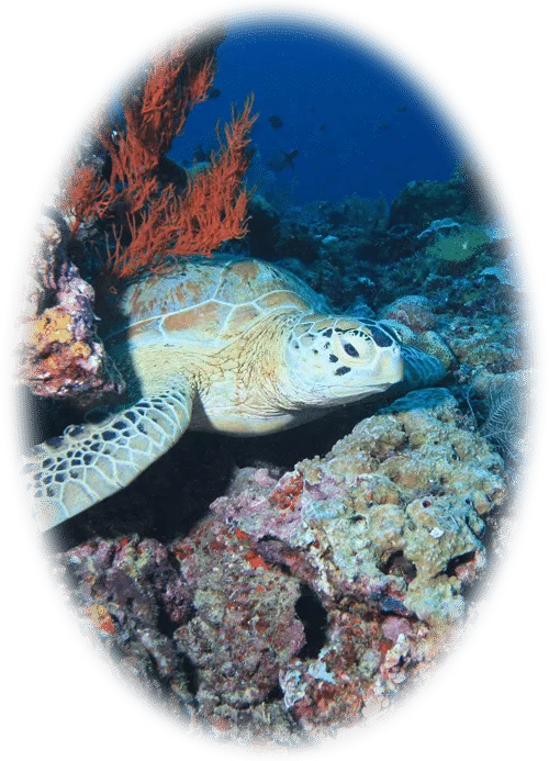 Tortue marine observée lors d’une plongée
